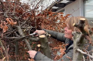 Hæk foryngelse m. Marlene (6).jpeg