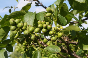 Juglans regia 'Multiflora 09'