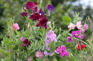 Almindelig ærteblomst_iStock.png