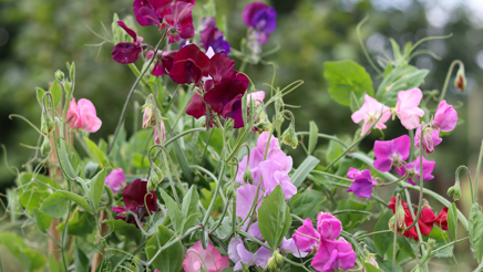 Almindelig ærteblomst_iStock.png