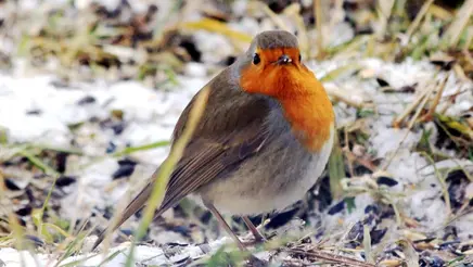 rødhals-rødkælk-erithacus_rubecula_wikimdia-karelj.webp
