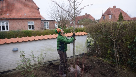 Plant et træ m. Emilie B (3).jpeg