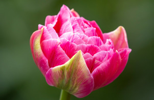 aveyron 1553796 GAP Photos Jonathan Buckley.jpg